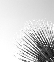 palme